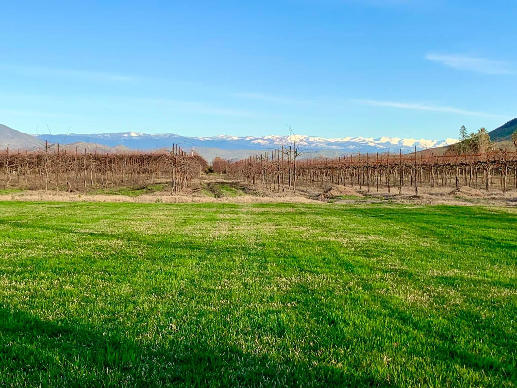 Sequoia View Vineyard Bed and Breakfast Sanger Eksteriør billede